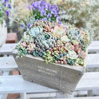 多肉寄せ植え,お気に入り♡,かわいいな♡,癒しの時間,心ほっこりの画像