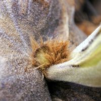 ビカクシダ,ワリチー,成長記録の画像