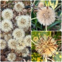 ツワブキ,ツワブキの綿毛,公園散歩の画像