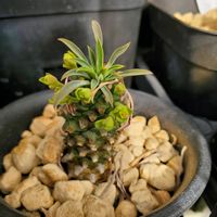 ソテツキリン,ユーホルビア属,庭の画像