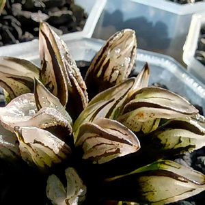 アトロフスカミュータント錦(枝変わり）,ハオルチア属,多肉ちゃん,ボタニカルライフ,新芽の画像