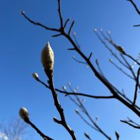 白木蓮,お散歩,花と緑のある暮らし,土曜日,青い空との画像