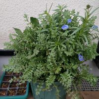 ネモフィラ,リナリア,たねダンゴ,たねダンゴ,グリーンスナップマルシェの画像