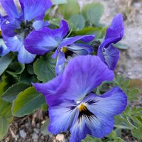 パンジー・ビオラ,パンジー・ビオラ,パンジー,パンジー,パンジーの画像