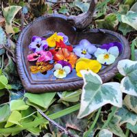 アイビー,パンビオさん,ビタミンカラー,グリーンのある暮らし,ビオラ・パンジーの画像