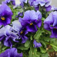 ビオラ,種まき,種から育てるの画像