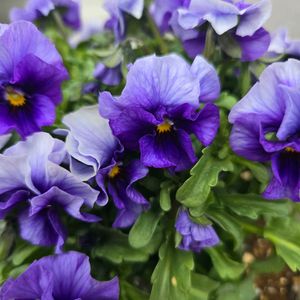 ビオラ,種まき,種から育てるの画像