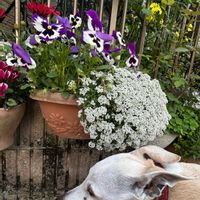 パンジー・ビオラ,パンジー,パンジー,スイートアリッサム ,スミレ科の画像