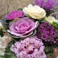 ガーデニング,季節の花,花のある暮らし,季節を楽しむ,花を愛でるの画像