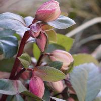 ハーブ,ガーデニング,グラス女子(*ˊᵕˋ*)੭ ੈ,気まぐれさん´･ᴗ･`,小さな庭の画像