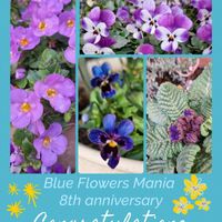 植木鉢,青い花マニア,美しき青きドヨウ,チーム・ブルー,パンビオ大好きの画像