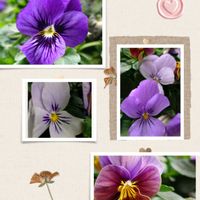 ビオラ,ベランダガーデニング,青い花マニア,チーム・ブルー,チーム・ブルーNo.149の画像