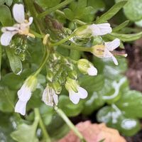 スイセン,ツワブキ,マルバマンネングサ,ツワブキの綿毛,ニホンスイセンの画像