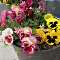 パンジー・ビオラ,花のある暮らし,プランター栽培,花と緑に癒される,ベランダの画像