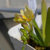 フリージア,原種フリージア,球根,球根植物,花のある暮らしの画像