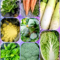 家庭菜園,庭の画像