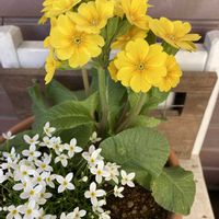 プリムラ,ヒナソウ,寄せ植え,ガーデニング,花のある暮らしの画像