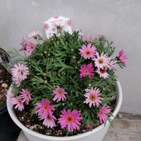 マーガレット,ボンザマーガレット,ボンザマーガレット チェリー,ボンザマーガレット　コスモスピンク,鉢植えの画像