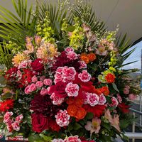 アルストロメリア,ガーベラ,ストック,ダリア,ユキヤナギの画像