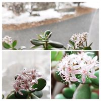 花月,金のなる木,もうすぐ春,お部屋の画像