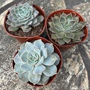 リラシナ,オンスロー,メンサ,多肉植物,ダイソー多肉の画像