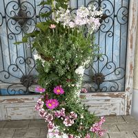 ネメシア,花かんざし,姫小菊,ラナンキュラスラックス ティーバ,ウィンティー サクラの画像