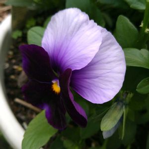 パンジー,パンジー,パンジー,パンジー,パンジーの画像