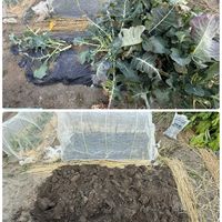 菜の花,玉ねぎ,茎ブロッコリー,ソラマメ,市民農園の画像