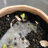 バジル,芽吹き,誕生日の画像