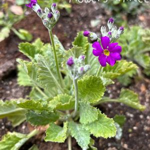 ウインティー,地植え,ガーデニング,玄関前庭,庭の画像