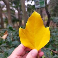 カクレミノ,山野草,緑と花の学習園の画像