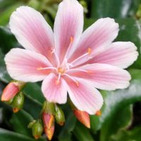 レウィシア,ピンク,ピンクの花,大好きな花,シルエット❤︎の画像