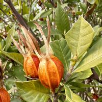 クチナシ,お散歩の画像