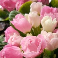 プリムラの画像