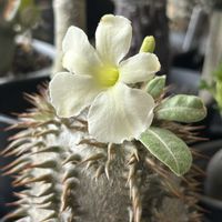 パキポディウム,アデニウム,パキポディウム・エブレネウム,アデニウム アラビカム,アデニウム モンストローサの画像