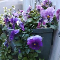 パンジー,パンジー,ビオラ,ビオラ,寄せ植えの画像