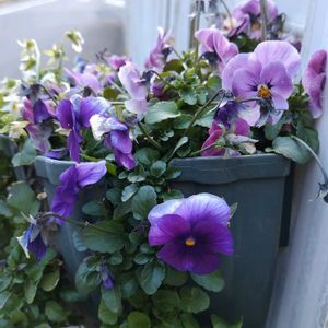 パンジー,パンジー,ビオラ,ビオラ,寄せ植えの画像