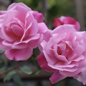 薔薇,Seasonal diary,Healing work diaryの画像