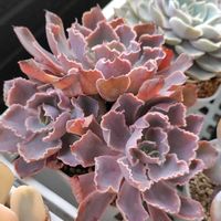 マドレッシュ,多肉植物,多肉初心者,多肉植物のある暮らしの画像