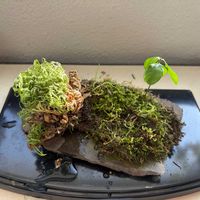 イワヒバ,すだち,オフィス,観葉植物,果樹の画像