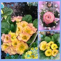 プリムラ,プリムラ,プリムラ　ジュリアン,プリムラ　ジュリアン,ラナンキュロスの画像