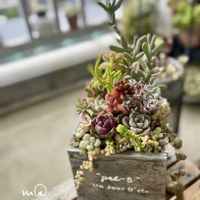 白牡丹,ピンクプリティー,ブラッククイーン,寄せ植え,多肉植物の画像