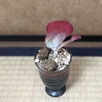 唐印,カランコエ 唐印の画像