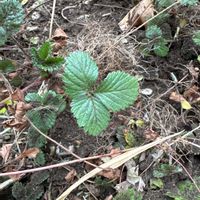 ワイルドストロベリーの画像