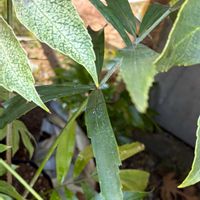 ヤシの木,クロツグ,ヤシ,癒やし, ヤシの木の画像