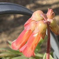 胡蝶の舞,胡蝶の舞,花のある暮らし,埼玉県,埼玉タニラーの画像