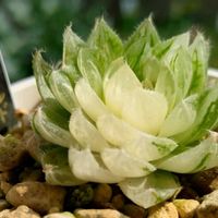 ハオルチア,ブルードラゴン,エメラルドLED錦,エケベリア属の画像