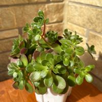 アドニス,アドニス,アエオニウム 属,多肉植物,アエオニウムの画像