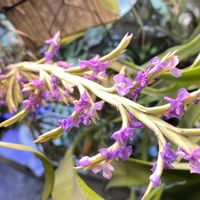 チランジア,ティランジア,エアプランツ,エアープランツ/チランジアの画像