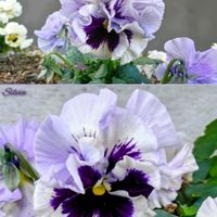 パンジー・ビオラ,パンジー・ビオラ,パンジー,パンジー,パンジーの画像